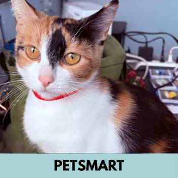Clover -  Domestic Short Hair Cat for Adoption in Lakewood, Colorado - Clover | PetCurious