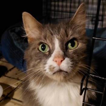 Linus -  Domestic Long Hair Cat for Adoption in West Warwick, Rhode Island - Linus | PetCurious