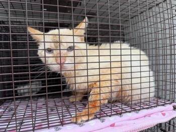 Domestic Short Hair Cats Available for Adoption in Houston, Texas - A654343 | PetCurious