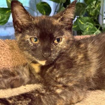 Marina -  Domestic Short Hair Cat Available for Adoption in Jupiter, Florida - Marina | PetCurious
