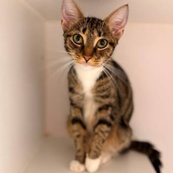 Kyleigh -  Domestic Short Hair Cat for Adoption in Cumming, Georgia - Kyleigh | PetCurious