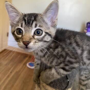 Paws -  Domestic Short Hair and Tabby Cat for Adoption in Omaha, Nebraska - Paws | PetCurious