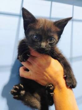 BROCCOLI -  Domestic Short Hair Cat for Adoption in San Bernardino, California - BROCCOLI | PetCurious