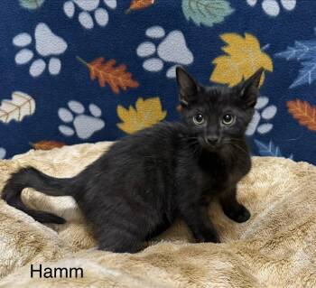 Hamm -  Domestic Short Hair Cat for Adoption in Logan, Ohio - Hamm | PetCurious