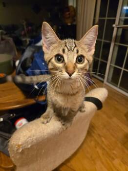 Rescue Domestic Short Hair Cats for Adoption in Austintown, Ohio - Marble | PetCurious