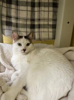 Rescue Domestic Short Hair Cats for Adoption in Norfolk, Virginia - Nina | PetCurious