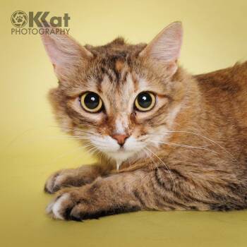 Janus -  Domestic Long Hair Cat Available for Adoption in Crescent, Oklahoma - Janus | PetCurious