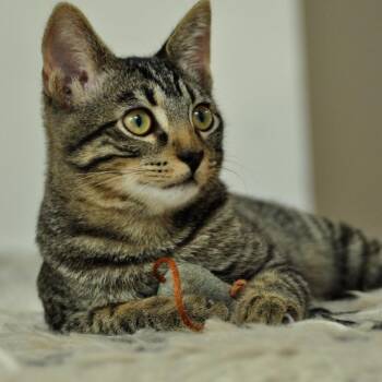 Baby Skywalker -  Domestic Short Hair Cat for Adoption in Los Angeles, California - Baby Skywalker | PetCurious