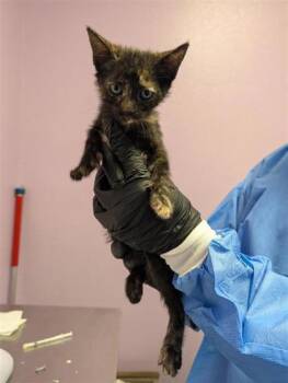 61724698 -  Domestic Medium Hair Cat for Adoption in El Paso, Texas - 61724698 | PetCurious