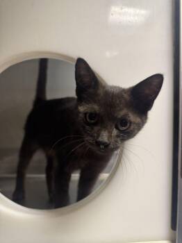 Morel -  Domestic Short Hair Cat for Adoption in Hilton Head Island, South Carolina - Morel | PetCurious