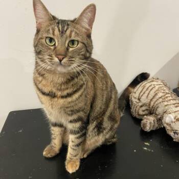 Arielle -  Domestic Short Hair Cat for Adoption in Los Angeles, California - Arielle | PetCurious