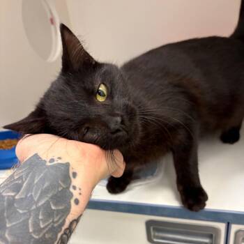 Isaiah -  Domestic Short Hair Cat for Adoption in Nashville, Tennessee - Isaiah | PetCurious
