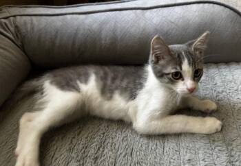 Smokey the Bear  -  Tabby Cat for Adoption in Anthem, Arizona - Smokey The Bear  | PetCurious