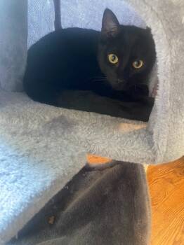 Rescue Domestic Short Hair Cats for Adoption in Rutherfordton, North Carolina - Duke (Courtesy Post) | PetCurious