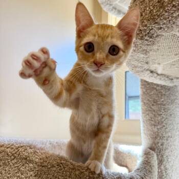 Pigeon -  Domestic Short Hair Cat for Adoption in Agoura Hills, California - Pigeon | PetCurious