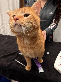 Domestic Short Hair Cats Available for Adoption - Pitter | PetCurious