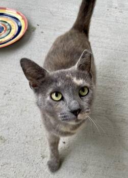 Ravage -  Dilute Calico and Domestic Short Hair Cat for Adoption in Plain City, Ohio - Ravage | PetCurious