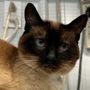 Rescue Domestic Short Hair Cats for Adoption in Sheridan, Wyoming - Amoret | PetCurious