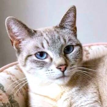 MAGNIFICENT MALI - LOVELY LYNX POINT SIAMESE -  Siamese Cat for Adoption in Oakwood, Georgia - MAGNIFICENT MALI - LOVELY LYNX POINT SIAMESE | PetCurious
