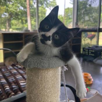 Walter -  Domestic Medium Hair Cat for Adoption in Tyler, Texas - Walter | PetCurious