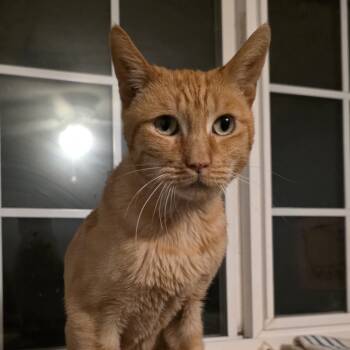 Rescue Domestic Short Hair Cats for Adoption in Bountiful, Utah - Koa | PetCurious