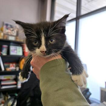 Domestic Short Hair Cats Available for Adoption - Eragon | PetCurious