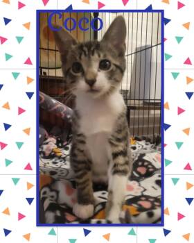 Rescue Tabby Cats for Adoption in North Richland Hills, Texas - Coco - Courtesy Post | PetCurious