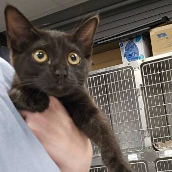 Cauldron -  Domestic Short Hair Cat for Adoption in Martinsville, Virginia - Cauldron | PetCurious
