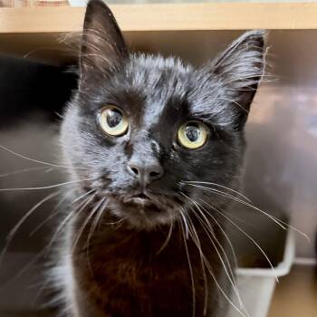 Sombrero (bonded w/ Fedora) -  Domestic Medium Hair Cat for Adoption in Oakland, California - Sombrero (bonded W/ Fedora) | PetCurious