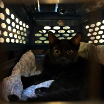 Lizzy -  Domestic Short Hair Cat for Adoption in New York, New York - Lizzy | PetCurious