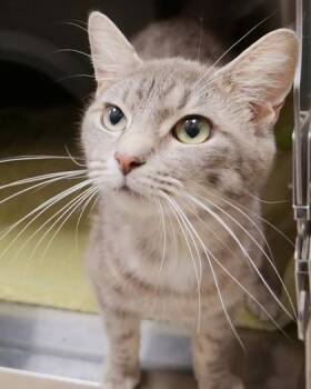 Sun -  Domestic Short Hair Cat for Adoption in Fishers, Indiana - Sun | PetCurious