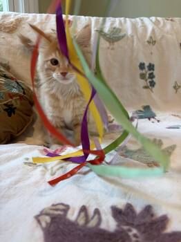 Ollie -  Domestic Medium Hair Cat for Adoption in Rootstown, Ohio - Ollie | PetCurious