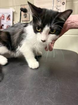 Domestic Short Hair Cats Available for Adoption in Minneapolis, Minnesota - MILKY WAY | PetCurious