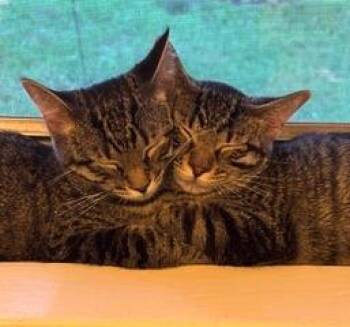 Molly / Polly -  Domestic Short Hair Cat for Adoption in Minneapolis, Minnesota - Molly / Polly | PetCurious