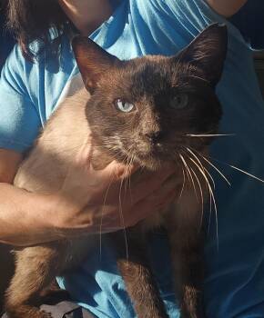Atticus -  Siamese Cat for Adoption in Dickson, Tennessee - Atticus | PetCurious