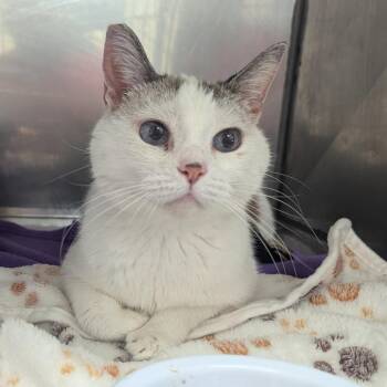Kitty -  Domestic Short Hair Cat for Adoption in Enfield, New Hampshire - Kitty | PetCurious