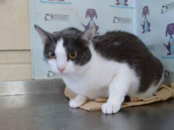PRINCESS -  Domestic Short Hair Cat for Adoption in Orlando, Florida - PRINCESS | PetCurious