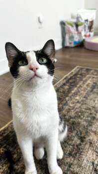 Bubbles -  Domestic Short Hair Cat for Adoption in Santa Ana, California - Bubbles | PetCurious