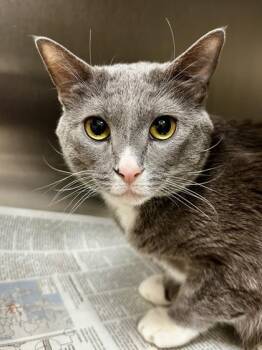 Domestic Short Hair Cats Available for Adoption - Oakley | PetCurious