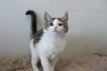 POW -  Domestic Long Hair Cat for Adoption in Chestertown, Maryland - POW | PetCurious