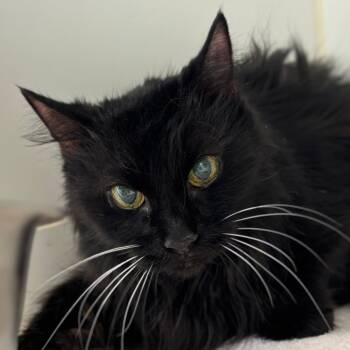 Rescue Domestic Long Hair Cats for Adoption in Naperville, Illinois - Rowena | PetCurious