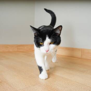 Alfred C71195 -  Domestic Short Hair Cat for Adoption in Minnetonka, Minnesota - Alfred C71195 | PetCurious