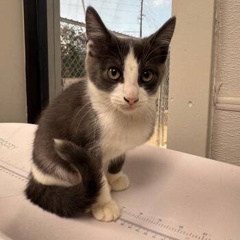 Hedwig -  Domestic Short Hair Cat for Adoption in Columbiana, Alabama - Hedwig | PetCurious