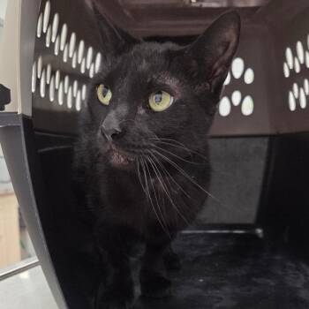 Howl -  Domestic Short Hair Cat for Adoption in Chattanooga, Tennessee - Howl | PetCurious