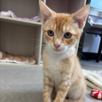 Kylo -  Domestic Short Hair Cat for Adoption in Hopewell, Virginia - Kylo | PetCurious