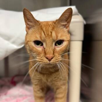 Gadgette -  Domestic Short Hair Cat Available for Adoption in Hendersonville, North Carolina - Gadgette | PetCurious