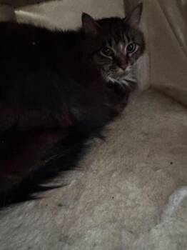 Domestic Long Hair and Domestic Short Hair Cats Available for Adoption in Sevierville, Tennessee - Ricochet | PetCurious