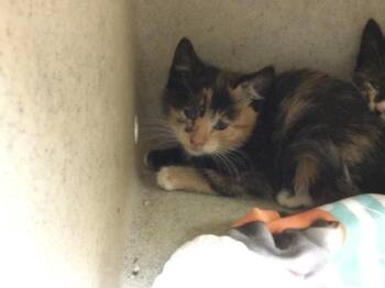 Domestic Short Hair Cats Available for Adoption in Riverside, California - POSH | PetCurious