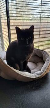 Truffles -  Domestic Short Hair Cat Available for Adoption in The Woodlands, Texas - Truffles | PetCurious