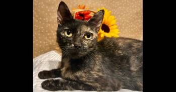 Cauliflower -  Domestic Short Hair Cat for Adoption in Groveland, Massachusetts - Cauliflower | PetCurious
